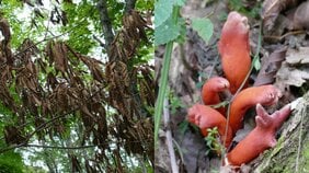 ゾンビ化する大木と殺人キノコが蔓延…山暮らしライターが見つけた、富士の麓で静かに広がる異常事態の正体