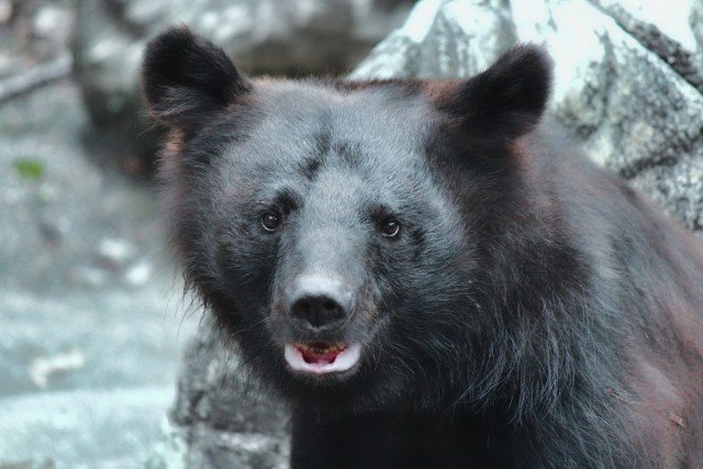 ツキノワグマ（写真はイメージです）