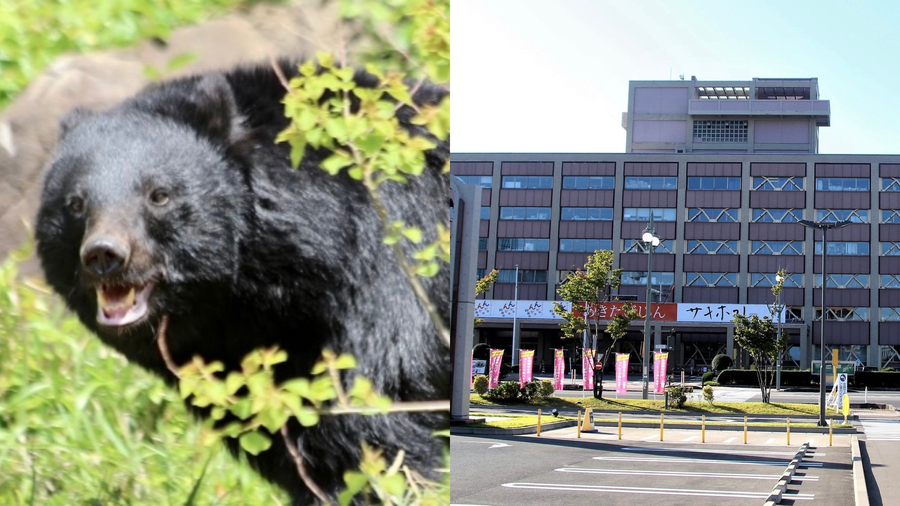 クマさっさと絶滅させろ」“過激派”の電凸多数で役所は困惑「業務に支障