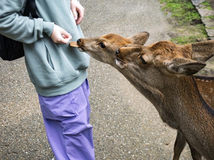 奈良県の名物のひとつとも言える奈良公園周辺の鹿（写真／PhotoAC）