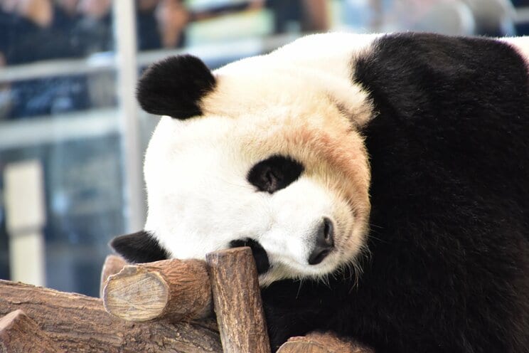 パンダ（PhotoAC）