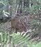 大繁殖しているキョン