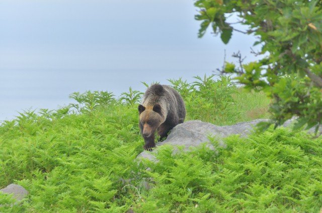 〈ヒグマ注意報発令〉犬の散歩中に看護師が襲われ重傷…最凶ヒグマOSO18との関連は？「足跡を含め痕跡は見つかっていません」「次こそは…」地元猟師が狙う捕獲作戦_5
