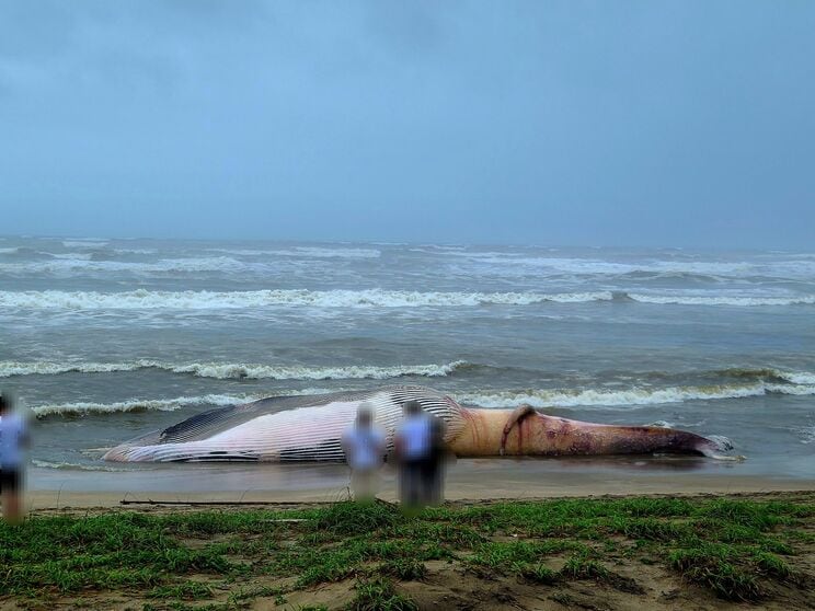 台風接近の中で処分が未定の巨大クジラ（写真／SHUさん@SHUS_CC提供）