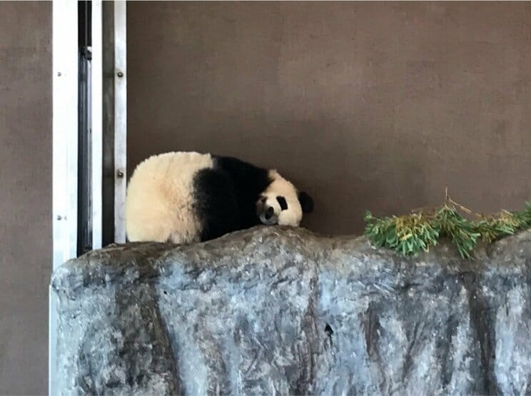 キュートなポーズを決める彩浜（さいひん）（写真／石田さん）