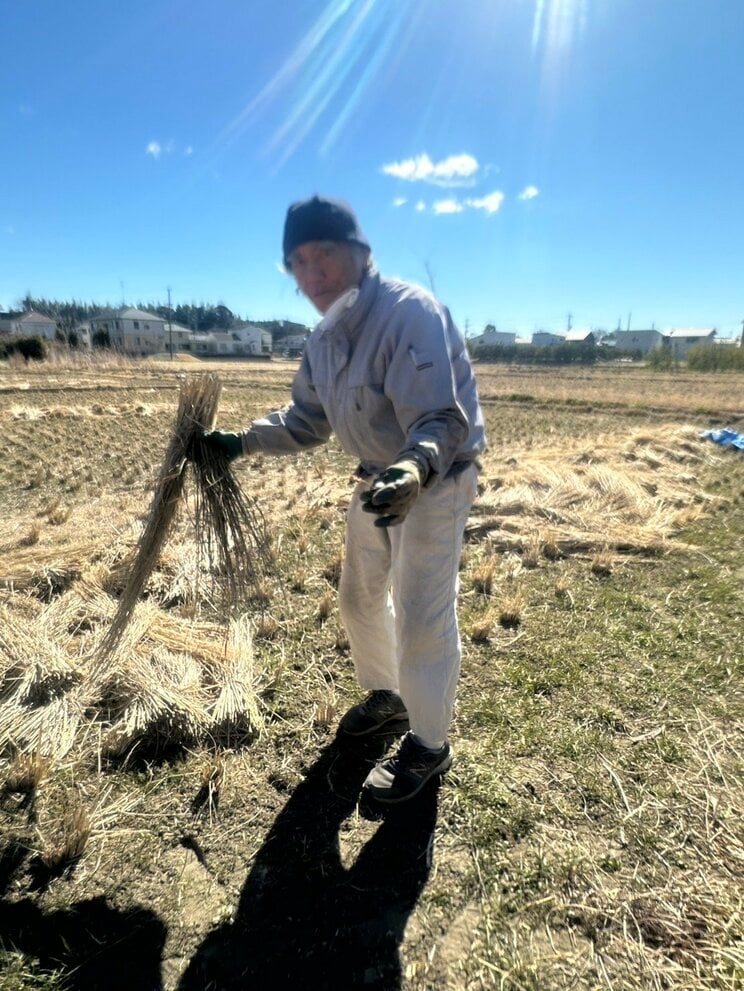 藁を田んぼに敷く黒柳さん（撮影/集英社オンライン）