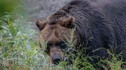 〈クマ出没は東京・神奈川にも拡大か〉「多摩川沿いに現れる可能性も」大量捕殺でも止まらない市街地への侵入…専門家が指摘する“都市の危険な魅力”