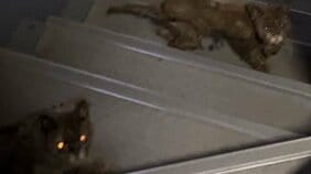 〈ネコ28匹・多頭飼育崩壊〉マンションエントランス、踊り場、階段にネコ、ネコ、ネコ…ガリガリにやせて毛はボロボロ、フンだらけ、10匹は死体で放置。65歳女を逮捕