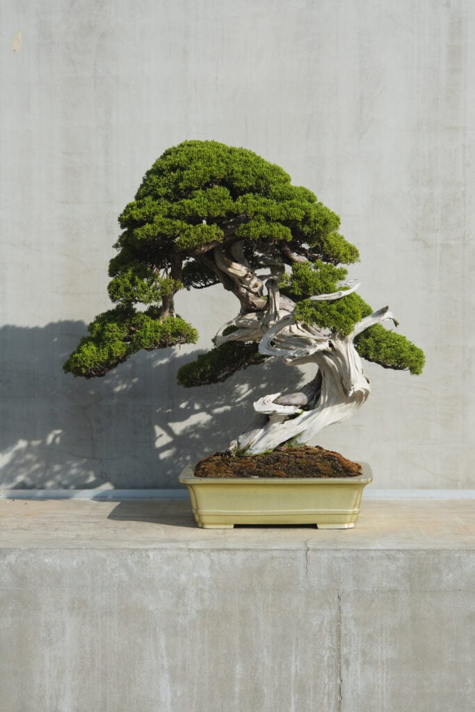 真柏 (推定樹齢300年)