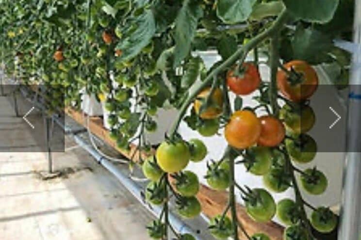 ピーマンの他にトマトやネギも栽培していた（写真／会社HPより）