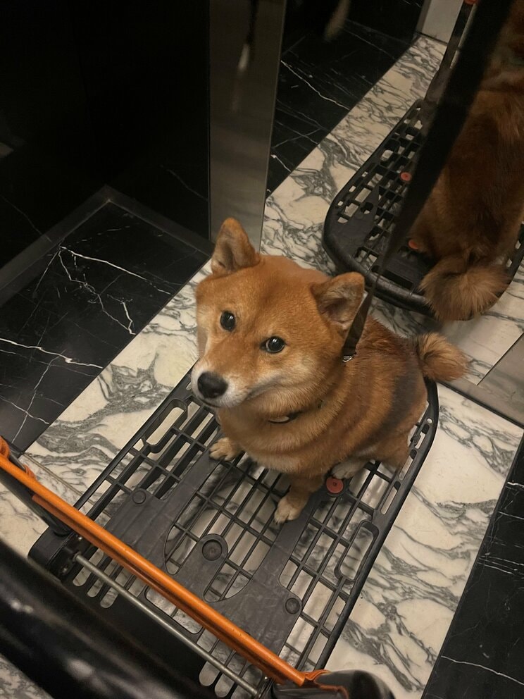 主人の帰りを待つサスケ