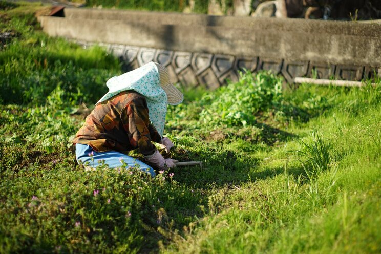《おばあちゃんの漬物が絶滅危機》80代梅農家「今後、梅干しをどう作ればいいのかわからない…」法改正で相次ぐ高齢農家の嘆き…道の駅でも販売できない受難_2