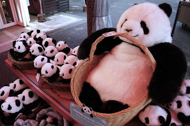 「クマだろ」「なんでその動物にこだわるの」…“アンチ中国” 石原慎太郎が最後は上野パンダ復活を後押しした舞台裏_15