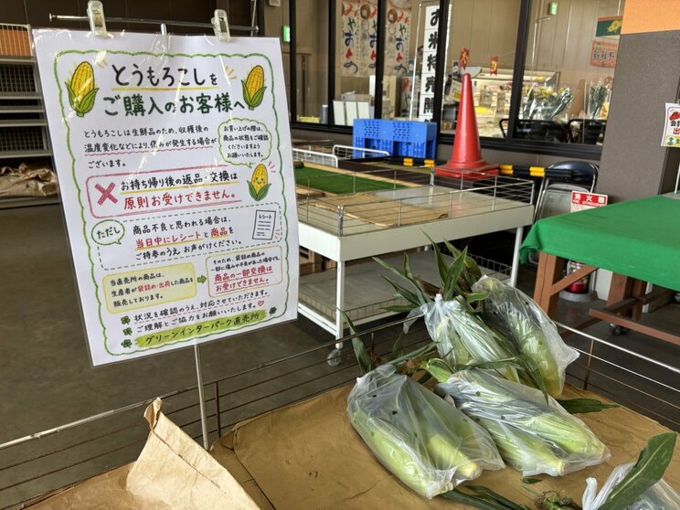 収穫されたトウモロコシ（撮影／集英社オンライン）