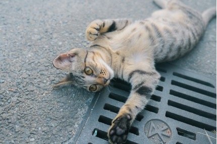 「踊るにゃん」阿波おどりを踊っているようにみえる猫