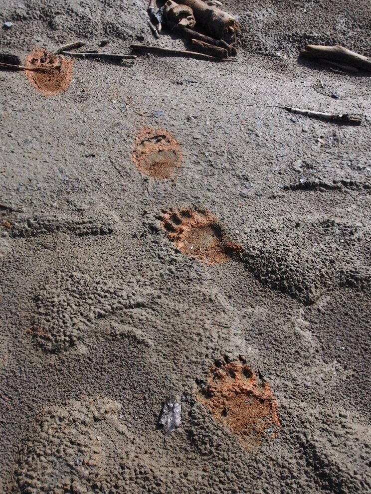 山中に残るツキノワグマの足跡