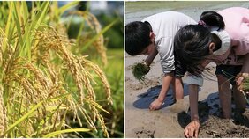 学校での「田植え体験」は必要か? 「大変さを植えつけないで」「経験は大切」とSNSで賛否両論…ご近所や保護者からはクレームも