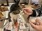 “シャーシャー猫”限定「最強の保護猫譲渡会」が大バズ！「心を開いてくれる瞬間がたまらない」の声。保護猫の殺処分は10年で10分の1も、主催者は「データ上では減ったように見えますが…」_9