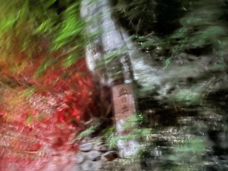 いわわくつきの怪奇スポット、“血の出る松”の写真に映ったあり得ないもの_1