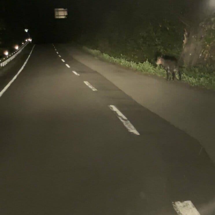 車中泊旅の途中、本州最果ての国道でクマに遭遇した夜_1