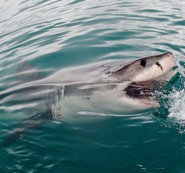 めったに人は襲わない、寿命500年、人工子宮で育成…沖縄美ら海水族館に聞いた知られざるサメの生態_04