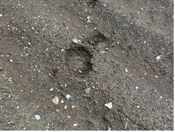 クマの足跡（撮影／集英社オンライン）