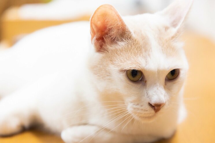 1匹でも不幸な猫をなくしたい。サンシャイン池崎のジャスティスな保護猫との暮らし。_12