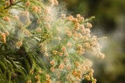 〈今年の花粉〉東京都ではすでに飛散! 多いところでは去年の8倍の飛散量までになるところも…アレルギー専用鼻炎薬「クラリチンEX」が多忙な現代人にマッチする理由
