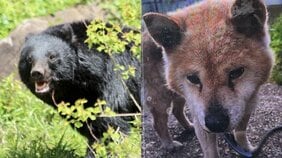 「腹はへこみ内臓は全部食べられていた」愛犬“ダイくん”をクマに殺された飼い主の慟哭「ダイを返せ、クマが憎い」「なんでこんな死に方してしまうんだよ……」