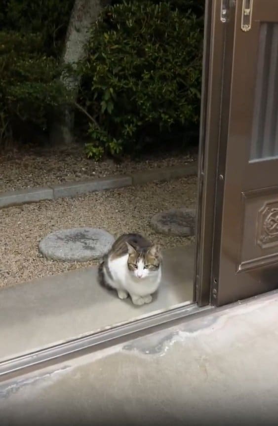 玄関に毎晩現れ始めたネコ（画像/腹よわボーイ@nori7770さん提供、以下同）