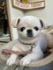 【画像あり】フォロワー数14.6万! 令和の超人気犬「おもちくん」。俳優・高橋一生ともCM共演した癒し満載のキュートな素顔に接近!_24