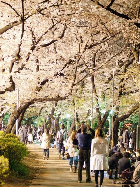 〈会社の花見宴会やりたいですか？〉「結局若手が疲れる」「コンプラ重視で気を遣うのはむしろ年長者」渋谷・新橋100人に聞いた衝撃の結果_8