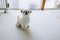 【画像あり】フォロワー数14.6万! 令和の超人気犬「おもちくん」。俳優・高橋一生ともCM共演した癒し満載のキュートな素顔に接近!_11