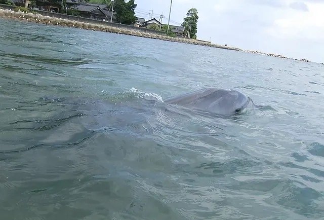 〈福井県・“かみつきイルカ”で17人負傷〉珠洲市の“伝説のイルカ”すずちゃんと同一個体？ 名づけ親が語る悲しい胸中「人が多くて興奮してるだけ、帰ってきてほしい」_7