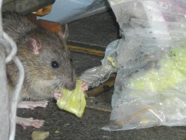 年々増加傾向にあるというネズミ被害（写真／アペックス産業㈱）