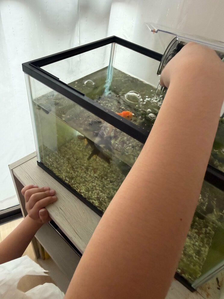 〈金魚すくいが激減？〉都内の祭りで見かけなくなった“縁日の定番”…残った金魚は店じまいの後どこへ行くのか「長生きする金魚はあまり見たことがない」_10