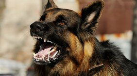 狂犬病から真に安全な場所は世界で6地域だけ。発症したら100%死亡する恐ろしい感染症、現代まで続くワクチンの概念とは