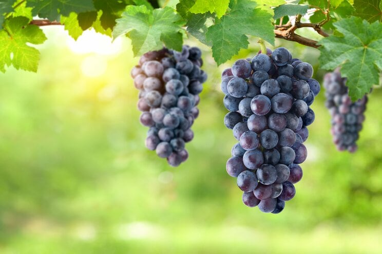 写真はイメージです（写真／Shutterstock）
