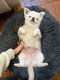 【画像あり】フォロワー数14.6万! 令和の超人気犬「おもちくん」。俳優・高橋一生ともCM共演した癒し満載のキュートな素顔に接近!_20
