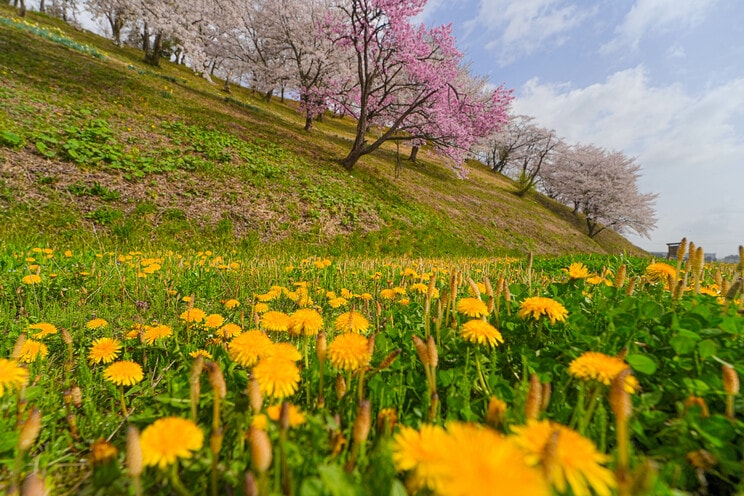 秋田県大仙市にある余目公園（PhotoAC）