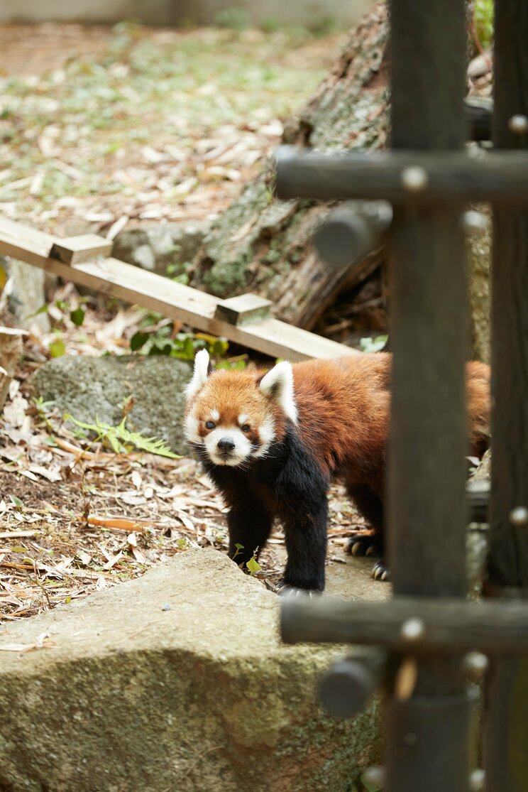 2本足で立つ姿でレッサーパンダブームを巻き起こした風太くんも20歳に。人間なら80歳以上のご長寿「孫に囲まれ幸せな日々」の中、まだ立っているのか？_22