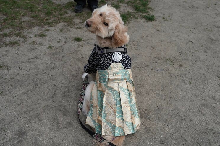 カメラ目線もお手のものなフウタくん（5）　北九州市二十歳の記念式典にて　写真／篠原祐介
