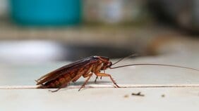 睡眠中の身体を這い回ったり、半開きの口の中を覗き込むかもしれない? 人類に忌み嫌われているゴギブリに感じる恐怖の正体とは