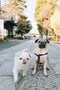 【画像あり】フォロワー数14.6万! 令和の超人気犬「おもちくん」。俳優・高橋一生ともCM共演した癒し満載のキュートな素顔に接近!_4