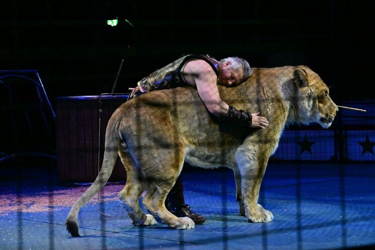 「信頼関係があっても触れない日はある」「週に1度断食させるワケ」…調教師が明かすサーカスのライオンたちの舞台裏。「ハッピーなライオンはハッピーなショーができる」_16