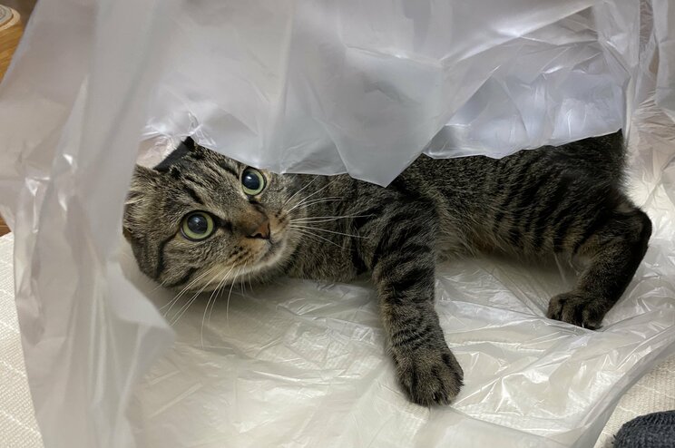 虐待で3本足になった保護猫・しじみちゃんと漫画家の幸せな日々_9