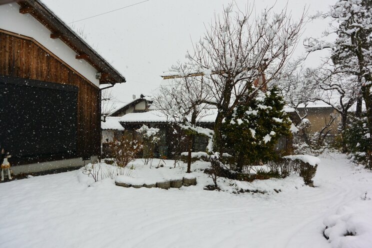 湖東、いつもの雪景色。中央が春待つ紅梅