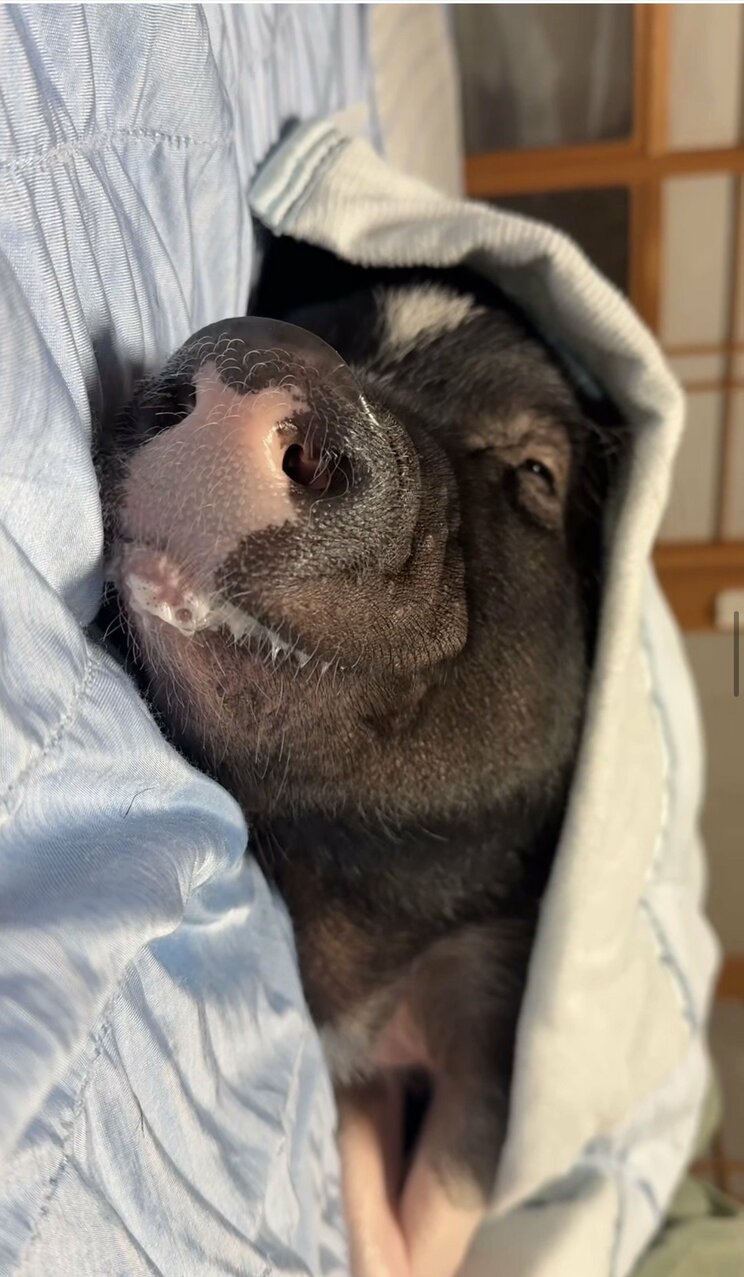気持ちよさそうに眠るブタの“ぶひまる”
