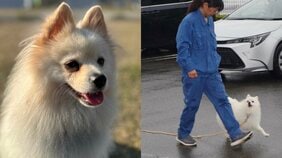 宮崎県初のポメラニアン警察犬「試験1年目で一発合格する犬はそうはいない」驚きの実力…飼い主の事情で手放された「ハク号」物語
