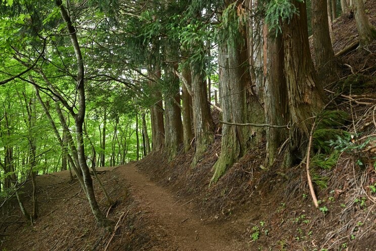 写真はイメージです